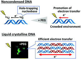 Graphical abstract: Evaluation of DNA-mediated electron transfer using a hole-trapping nucleobase under crowded conditions