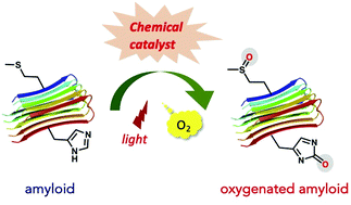 Graphical abstract: Chemical catalyst-promoted photooxygenation of amyloid proteins