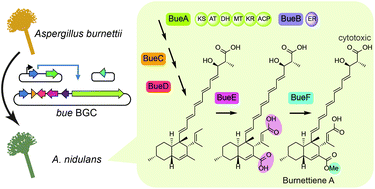 Graphical abstract: Characterisation and heterologous biosynthesis of burnettiene A, a new polyene-decalin polyketide from Aspergillus burnettii