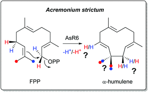 Graphical abstract: Stereochemical characterisation of the non-canonical α-humulene synthase from Acremonium strictum