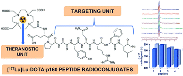 Graphical abstract: Synthesis, proteolytic stability, and in vitro evaluation of DOTA conjugated p160 peptide based radioconjugates: [177Lu]Lu–DOTA–p160