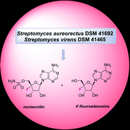 Graphical abstract: Streptomyces aureorectus DSM 41692 and Streptomyces virens DSM 41465 are producers of the antibiotic nucleocidin and 4′-fluoroadenosine is identified as a co-product