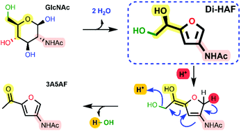 Graphical abstract: The dehydration of N-acetylglucosamine (GlcNAc) to enantiopure dihydroxyethyl acetamidofuran (Di-HAF)