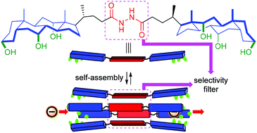 Graphical abstract: Bis(cholyl)-based chloride channels with oxalamide and hydrazide selectivity filters