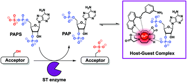 Graphical abstract: Anion binding to a cationic europium(iii) probe enables the first real-time assay of heparan sulfotransferase activity