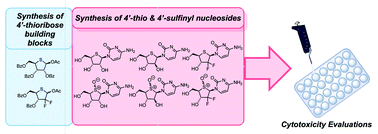 Graphical abstract: Chemical synthesis of 4′-thio and 4′-sulfinyl pyrimidine nucleoside analogues