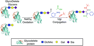 Graphical abstract: GlyConnect-Ugi: site-selective, multi-component glycoprotein conjugations through GlycoDelete expressed glycans