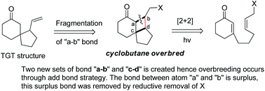 Graphical abstract: Cyclobutane based “overbred intermediates” and their exploration in organic synthesis