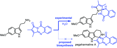 Graphical abstract: Progress toward a biomimetic synthesis of pegaharmaline A