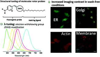 Graphical abstract: An expanded palette of fluorogenic HaloTag probes with enhanced contrast for targeted cellular imaging