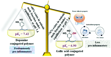 Graphical abstract: An unexpected role of an extra phenolic hydroxyl on the chemical reactivity and bioactivity of catechol or gallol modified hyaluronic acid hydrogels