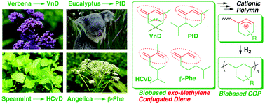 Graphical abstract: Terpenoid-derived conjugated dienes with exo-methylene and a 6-membered ring: high cationic reactivity, regioselective living cationic polymerization, and random and block copolymerization with vinyl ethers