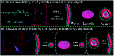 Graphical abstract: In situ cross-linking polymerization-induced self-assembly not only generates cross-linked structures but also promotes morphology transition by the cross-linker