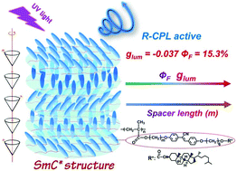 Graphical abstract: Side-chain chiral fluorescent liquid crystal polymers with highly efficient circularly polarized luminescence emission in a glassy-state SmC* film
