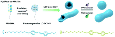 Graphical abstract: The self-assembly of single chain Janus nanoparticles from azobenzene-containing block copolymers and reversible photoinduced morphology transitions