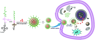 Graphical abstract: Nitroreductase-responsive polymeric micelles based on 4-nitrobenzyl and AIE moieties for intracellular doxorubicin release