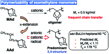Graphical abstract: Polymerizability of exomethylene monomers based on adamantyl frameworks