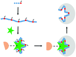 Graphical abstract: Hybrid aptamer-molecularly imprinted polymer (AptaMIP) nanoparticles selective for the antibiotic moxifloxacin
