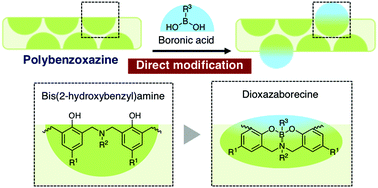 Graphical abstract: Post-polymerization modification of polybenzoxazines with boronic acids supported by B–N interactions