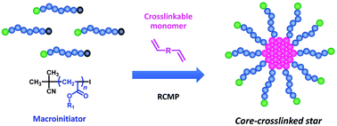 Graphical abstract: Synthesis of core-crosslinked star polymers via organocatalyzed living radical polymerization