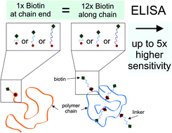 Graphical abstract: The role of the biotin linker in polymer antibody mimetics, iBodies, in biochemical assays