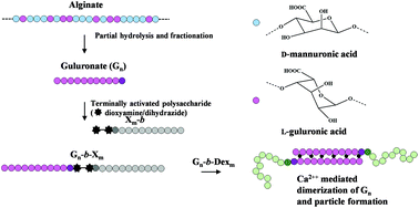 Graphical abstract: Alginate-based diblock polymers: preparation, characterization and Ca-induced self-assembly