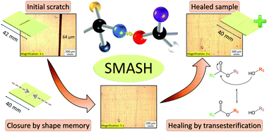Graphical abstract: Shape memory-assisted self-healing of dynamic thiol-acrylate networks
