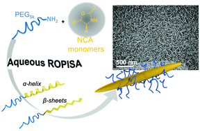 Graphical abstract: Aqueous ROPISA of α-amino acid N-carboxyanhydrides: polypeptide block secondary structure controls nanoparticle shape anisotropy
