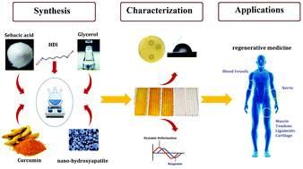 Graphical abstract: Development of physical, mechanical, antibacterial and cell growth properties of poly(glycerol sebacate urethane) (PGSU) with helping of curcumin and hydroxyapatite nanoparticles