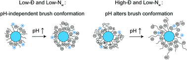 Graphical abstract: Molecular weight and dispersity affect chain conformation and pH-response in weak polyelectrolyte brushes