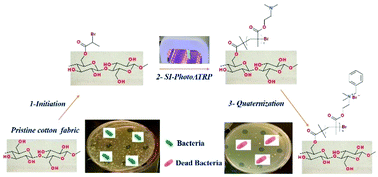 Graphical abstract: Antibacterial cotton fabric prepared by surface-initiated photochemically induced atom transfer radical polymerization of 2-(dimethylamino)ethyl methacrylate with subsequent quaternization