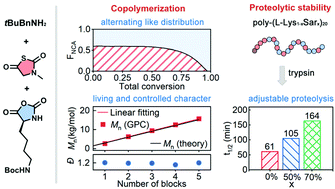 Graphical abstract: Controlled copolymerization of α-NCAs and α-NNTAs for preparing peptide/peptoid hybrid polymers with adjustable proteolysis