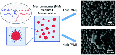 Graphical abstract: ω-Unsaturated methacrylate macromonomers as reactive polymeric stabilizers in mini-emulsion polymerization