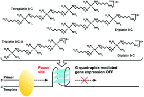 Graphical abstract: Antitumor substitution-inert polynuclear platinum complexes stabilize G-quadruplex DNA and suppress G-quadruplex-mediated gene expression