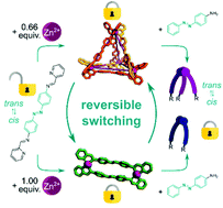 Graphical abstract: Gating the photoactivity of azobenzene-type ligands trapped within a dynamic system of an M4L6 tetrahedral cage, an M2L2 metallocycle and mononuclear MLn complexes