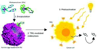 Graphical abstract: Ferritin nanocomposites for the selective delivery of photosensitizing ruthenium-polypyridyl compounds to cancer cells