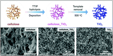 Graphical abstract: Hierarchically porous TiO2 monolith prepared using a cellulose monolith as a template
