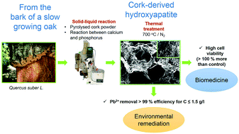 Graphical abstract: Cork-derived hierarchically porous hydroxyapatite with different stoichiometries for biomedical and environmental applications