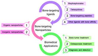 Graphical abstract: Recent advances in bone-targeting nanoparticles for biomedical applications