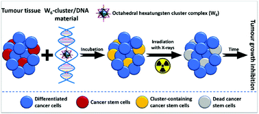 Graphical abstract: Hybrid system {W6I8}-cluster/dsDNA as an agent for targeted X-ray induced photodynamic therapy of cancer stem cells