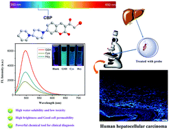 Graphical abstract: A coumarin-based biosensor for human hepatocellular carcinoma diagnosis with enhanced brightness and water solubility