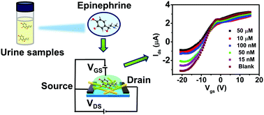 Graphical abstract: BiVO4 nanofiber-based field-effect transistors for detection of epinephrine/adrenaline hormones