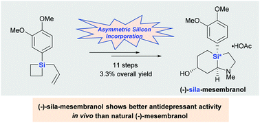Graphical abstract: Asymmetric total synthesis and antidepressant activity of (−)-sila-mesembranol bearing a silicon stereocenter