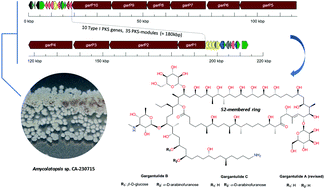 Graphical abstract: Discovery of gargantulides B and C, new 52-membered macrolactones from Amycolatopsis sp. Complete absolute stereochemistry of the gargantulide family