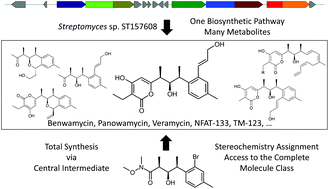 Graphical abstract: Antidiabetic profiling of veramycins, polyketides accessible by biosynthesis, chemical synthesis and precursor-directed modification