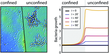 Graphical abstract: Are bacteria claustrophobic? The problem of micrometric spatial confinement for the culturing of micro-organisms