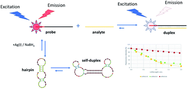 Graphical abstract: Studies on the interactions of Ag(i) with DNA and their implication on the DNA-templated synthesis of silver nanoclusters and on the interaction with complementary DNA and RNA sequences