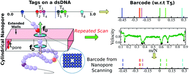 Graphical abstract: DNA barcode by flossing through a cylindrical nanopore