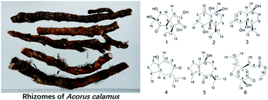 Graphical abstract: Sesquiterpenoids of diverse types from the rhizomes of Acorus calamus