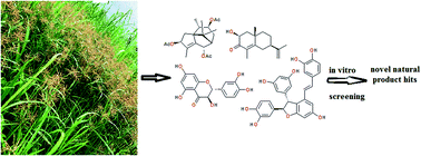Graphical abstract: Natural products in Cyperus rotundus L. (Cyperaceae): an update of the chemistry and pharmacological activities